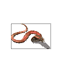 红蛇0